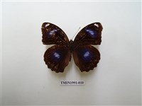 藏品(幻蛺蝶)的圖片